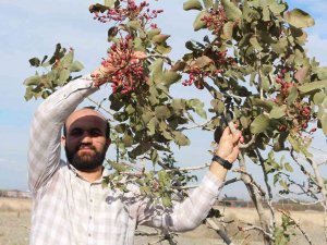 Yetişmez Denilen Antep Fıstığını Iğdır’da Dikti, Hasadını Elleriyle Yaptı
