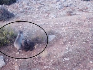 Anne Ayı Ve 2 Yavrusu Dron İle Görüntülendi