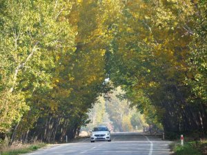 Ağaçların Oluşturduğu Sonbahar Tüneli Hayran Bırakıyor
