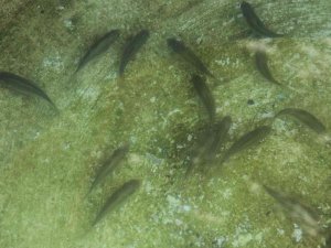 Balıkların Yeni Adresi Atık Su Arıtma Tesisi Oldu