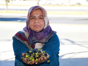Kahramanmaraş’ta Zeytinin Yağa Dönüşüm Yolculuğu Başladı