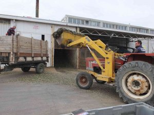 Atık Zeytin Yaprakları Koyun Ve Keçilere Yem Oluyor
