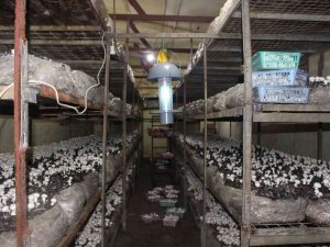 Büyükşehirden, Mantar Üreticisine Işıklı Tuzak Desteği