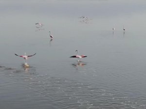 Acıgöl’ün Sahipleri Böyle Görüntülendi