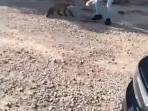 Tarihi Gelibolu Yarımadası’nın Maskotu Olan Tilkiyi Elleriyle Beslediler