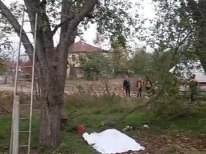 Kestiği Ağaç Sonu Oldu