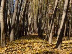 Fotoğraf Tutkunları Sonbaharın En İyi Karesini Yakalamak İçin Kamera Arkasına Geçti