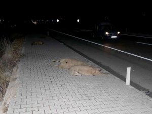 Fethiye’de İki Aracın Çarptığı 12 Küçükbaş Hayvan Telef Oldu