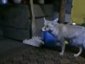 Osmaniye’de Aç Kalan Tilki Orman İşçilerine Sığındı