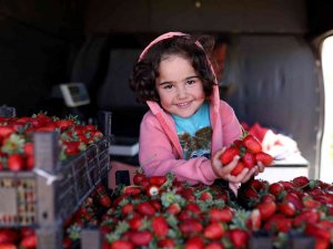 Ekinözü’nde Çilek Hasadı Mesaisi Kasım Ayında Da Sürüyor