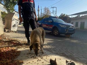 Jandarma Sokak Hayvanlarını Unutmadı