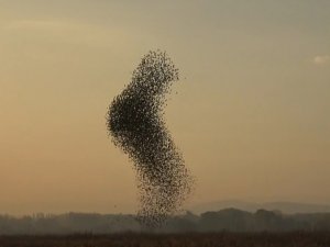 Sığırcık Kuşlarının Gün Batımı Dansı Hayran Bıraktı