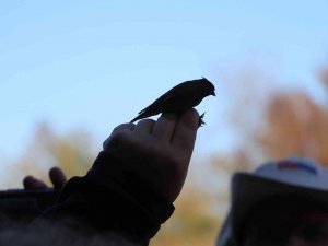 Kızılırmak Deltası Kuş Cenneti’nde 170 Bin Kuş Halkalandı