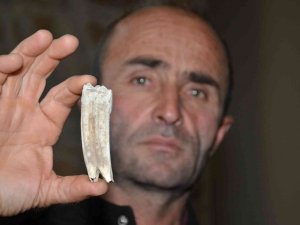 Kuzu Otlatırken 16 Milyon Yıllık At Dişi Buldu