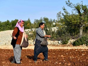 Mersin’de 12 Mahallede Yerel Buğday Üretilecek