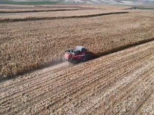 Yemlik Dane Mısırda Hasat Başladı