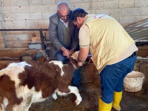 Küpeleme Ve Aşılama Çalışmaları Sürüyor