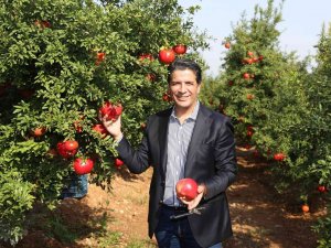 Döşemealtı’nda Nar Çalıştayı Düzenlenecek