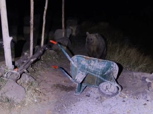 Piknikçilerin Ayı İle İmtihanı