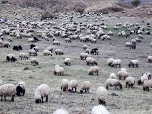 Sürülerin Kışlaklara Zorlu Yolculuğu