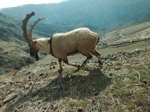 Adıyaman’da Yaban Hayatı Fotokapana Yansıdı