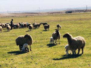 Sonbaharın En Tatlı Buluşması Havadan Görüntülendi