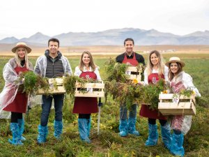 Şalgam Suyunun Yolculuğu, Konya’daki Mor Havuç Hasadı İle Başladı