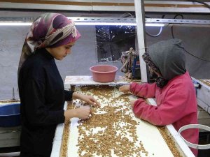 Kayısı Çekirdeği İhracatı Yüz Güldürüyor