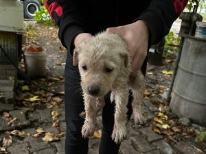 Dereye Düşen Yavru Köpeğin Yardımına İtfaiye Yetişti