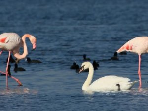 Hersek Lagünü’nde Kuğu Ve Flamingolar Aynı Karede