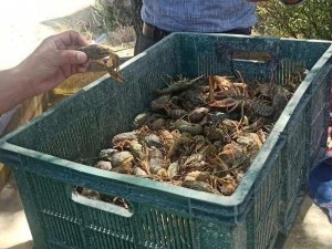 Eğirdir Gölü’nde Kerevit Avı Yasağı Başladı