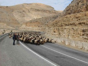 Göçerlerin 60 Günlük Yayla Yolculuğu Sürüyor