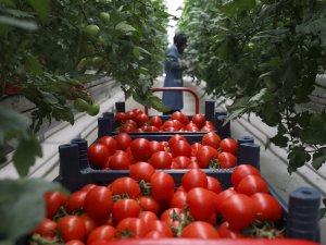 Seracılık Mükemmeliyet Merkezi’nde 4 Ayda 550 Ton Domates
