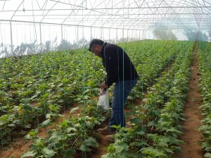 Genç Girişimci Evinin Bahçesine Kurduğu Serada Ürünlerini Almaya Başladı