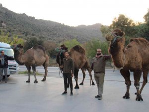 Pehlivan Develer, Hazırlıklara Başladı