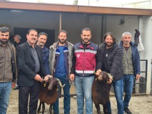 Bingöl’de Yetiştiricilere Koç Desteği Verildi