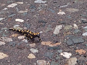 Adıyaman’da Sarı Benekli Semender Görüldü
