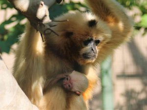 Nesli Kritik Seviyede Tükenme Tehlikesi Altındaydı, Doğum Yaptı