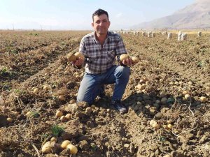Yaylada Patates Hasadı Sona Erdi