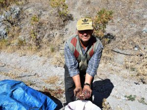 Dağlarda Yetişen Çitlembik Köylülere Kazanç Kapısı Oldu