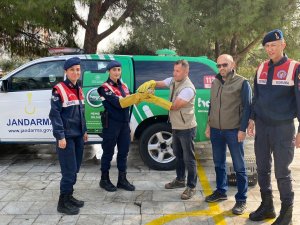Jandarma, Yaralı Halde Bulduğu Yavru Atmacayı Doğa Koruma Ekiplerine Teslim Etti