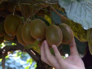 Ordu’da Kivi Hasadı Başladı