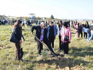 Sinop’ta 49 Bin Fidan Dikildi