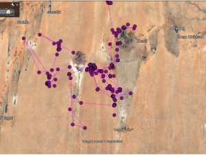 Iğdır’da Yola Çıkan Bozkır Kartalı Sudan’a Ulaştı