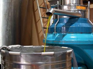 Tarsus Belediyesinden Ucuz Zeytinyağı