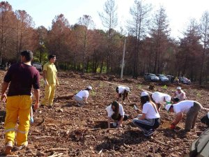 Marmaris’te Yanan Alanda 11 Bin Fidan Dikildi
