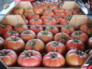 Antalya’da Kış Dönemi Örtü Altı Hasadı Başladı, 15 Kasım’dan İtibaren Ürün Bollaşacak