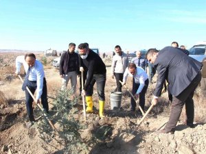 Sungurlu Adalet Ormanı’na 600 Fidan Dikildi