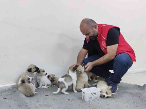 Annelerine Araba Çarpan Yavru Köpeklere Sahip Çıktılar