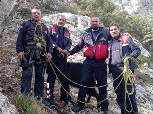 Kayalıklarda Mahsur Kalan 7 Keçi Kurtarıldı